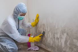 Mold Odor Removal Services in Glasco, NY